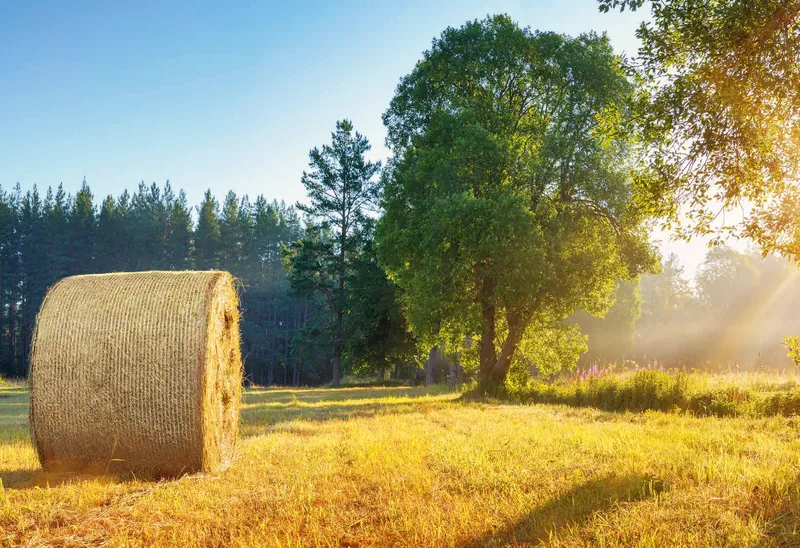 Rundballen auf abgeerntetem Feld im Gegenlicht