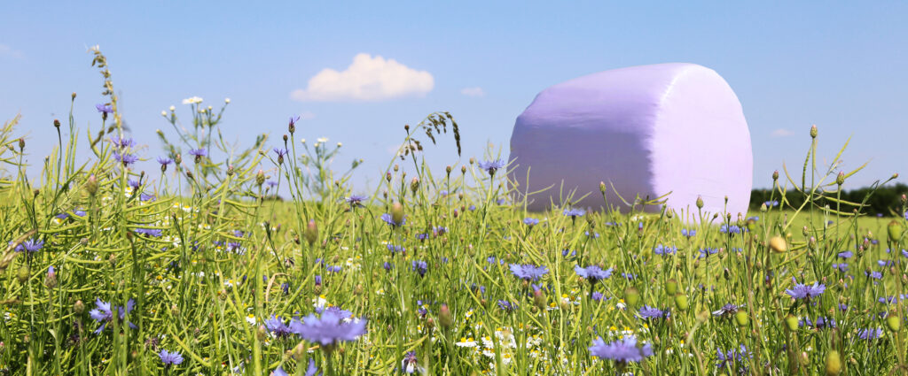 Lavanda Stf Blumenwiese