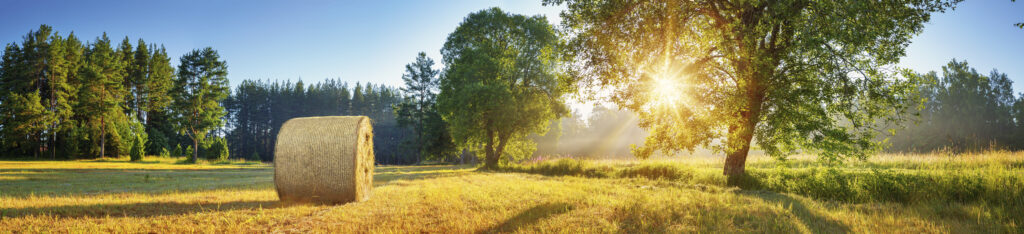 Polywrap Ballen Morgensonne